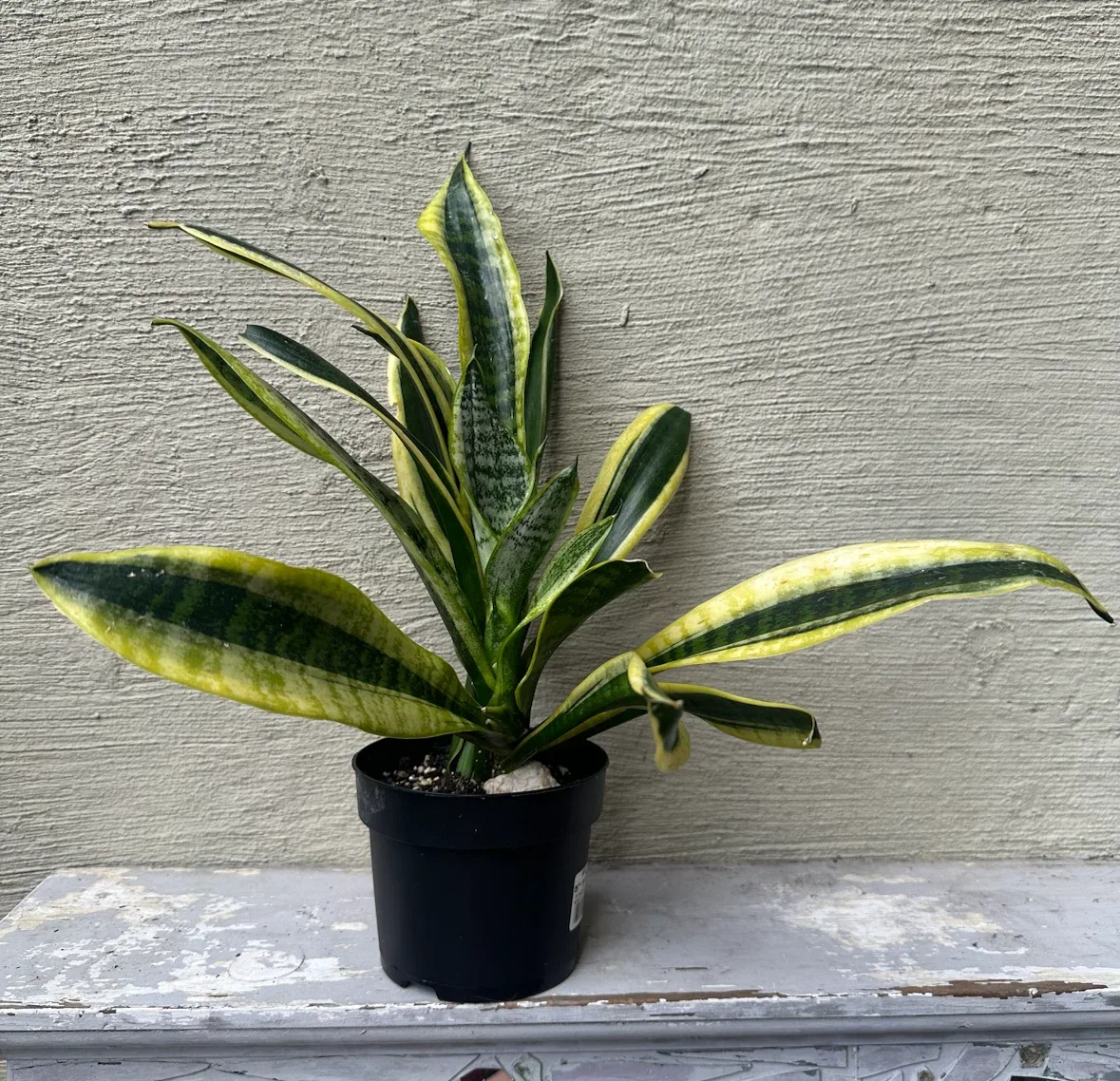 4” Sansevieria Trifiasciata Snake Plant / Cover Pot extra $$ - photo 3