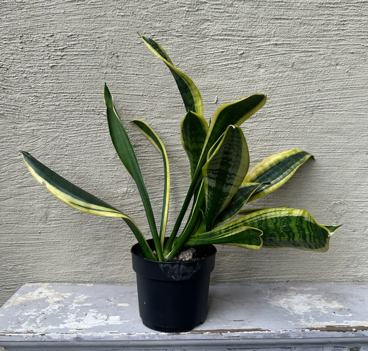 4” Sansevieria Trifiasciata Snake Plant / Cover Pot extra $$ - photo 4