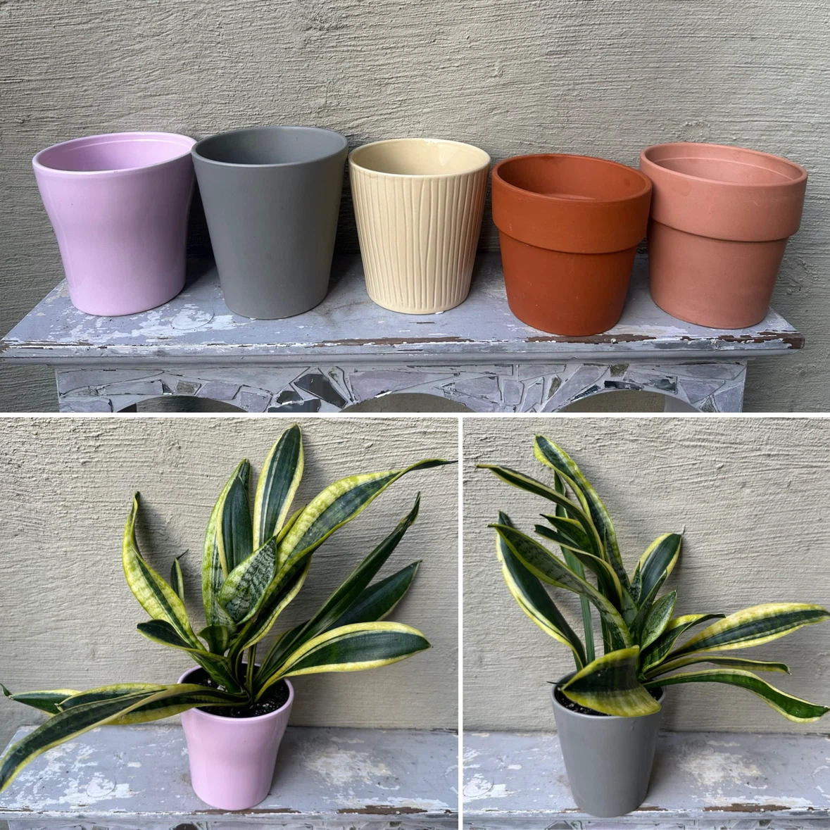 4” Sansevieria Trifiasciata Snake Plant / Cover Pot extra $$ - photo 5