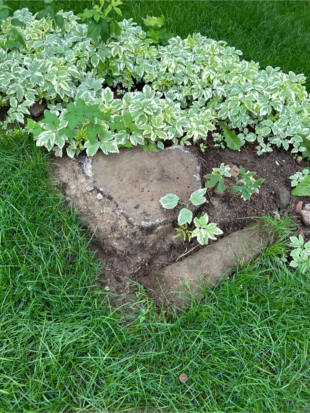 Professional stump grinding and removal service