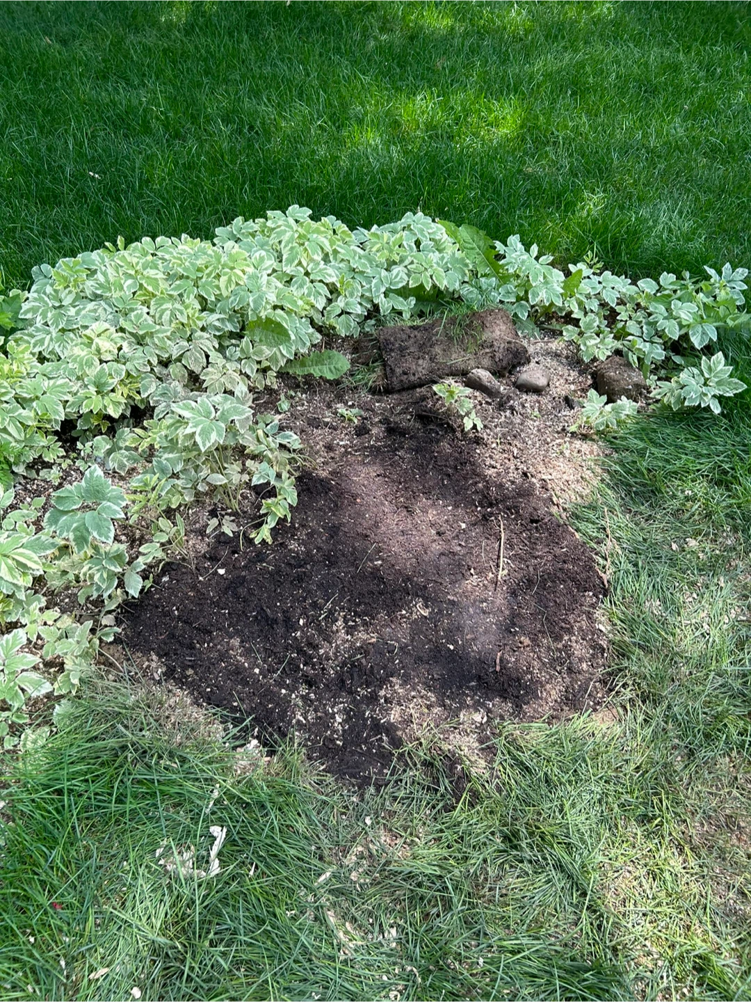 Professional stump grinding and removal service - photo 2