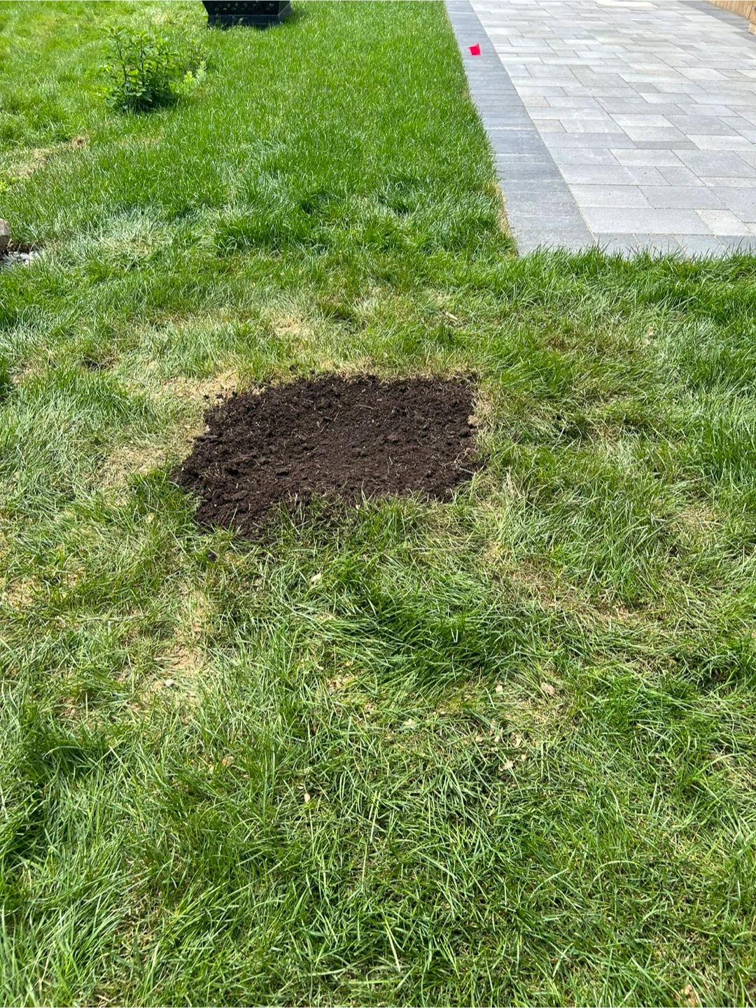 Professional stump grinding and removal service - photo 4
