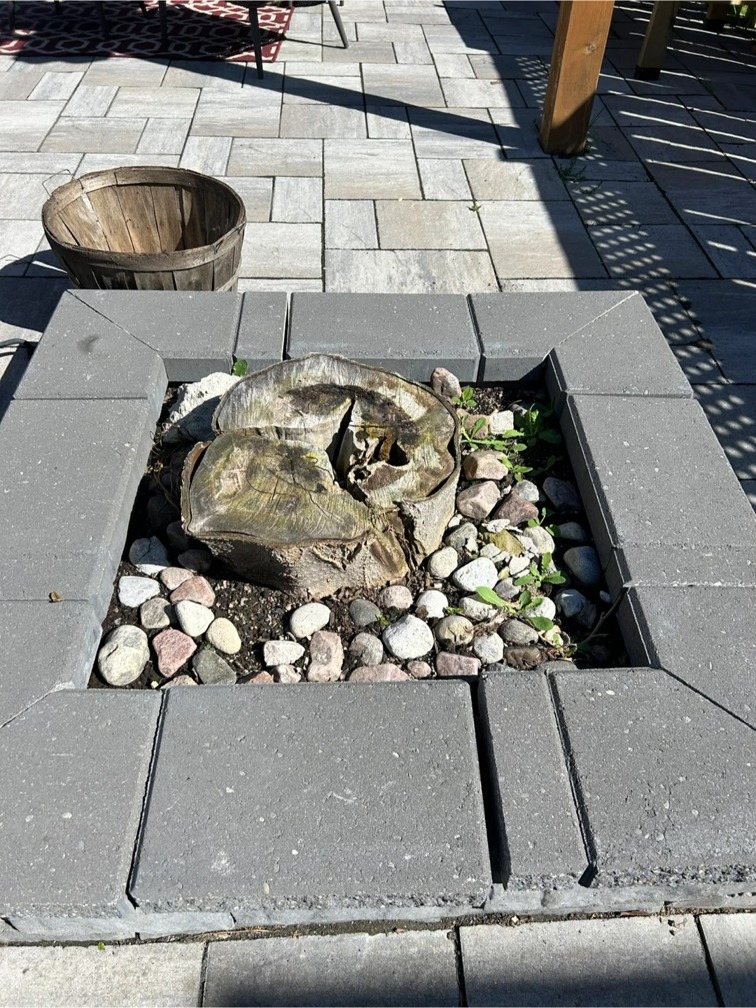Professional stump grinding and removal service - photo 5