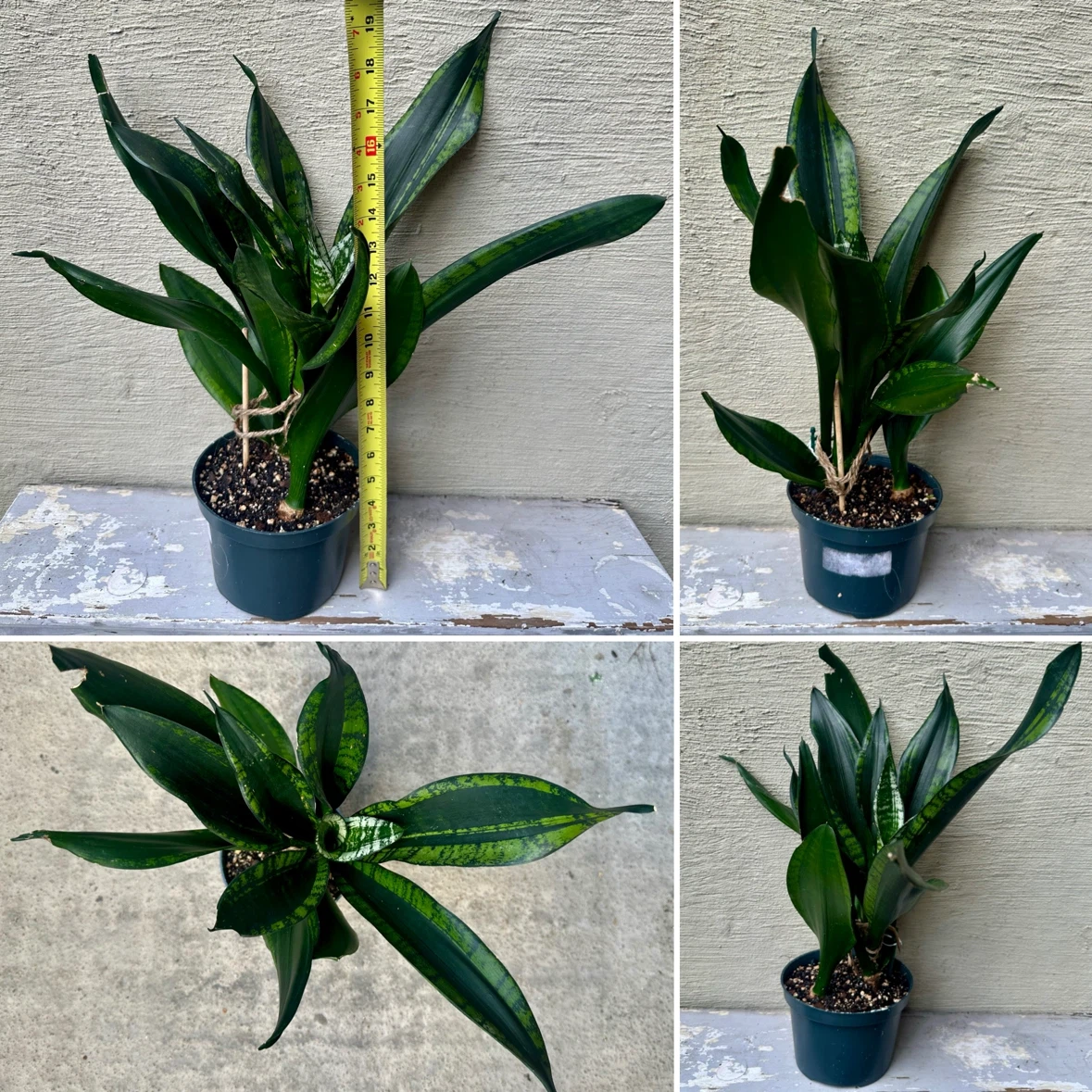 Rare Whitney Snake Plant 6” Pot Sansevieria | Saucer extra