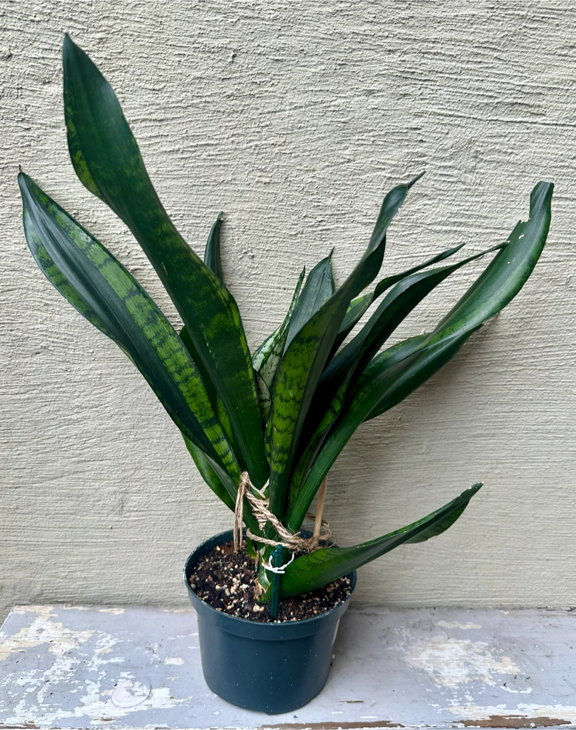 Rare Whitney Snake Plant 6” Pot Sansevieria | Saucer extra - photo 2