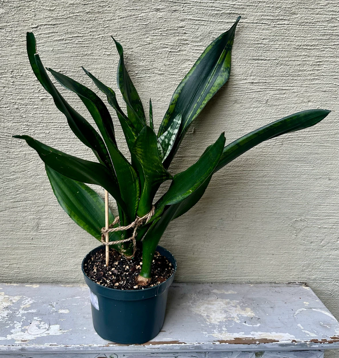 Rare Whitney Snake Plant 6” Pot Sansevieria | Saucer extra - photo 3