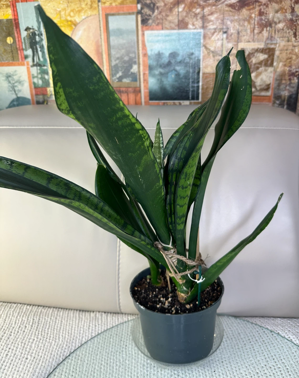 Rare Whitney Snake Plant 6” Pot Sansevieria | Saucer extra - photo 4