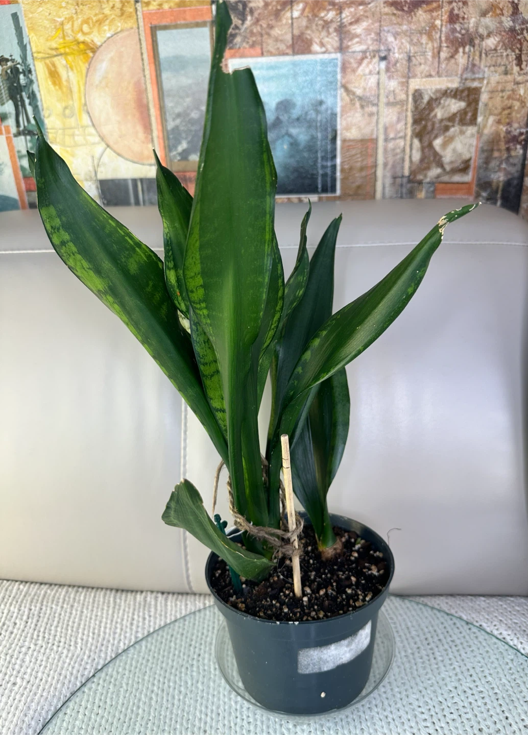 Rare Whitney Snake Plant 6” Pot Sansevieria | Saucer extra - photo 5