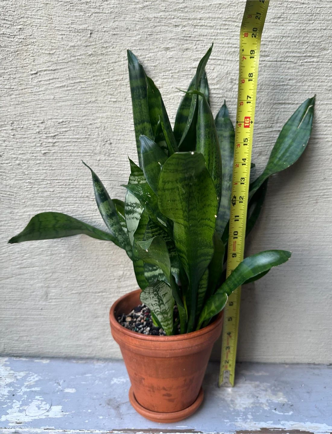 Full grown Snake Plant 6” terracotta pot w/ saucer Sansevieria