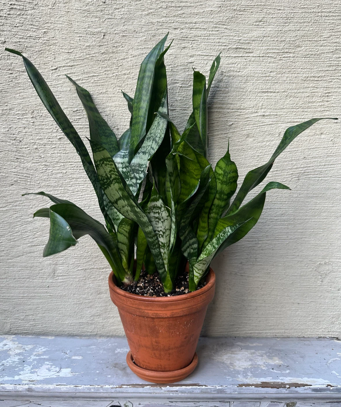 Full grown Snake Plant 6” terracotta pot w/ saucer Sansevieria - photo 2
