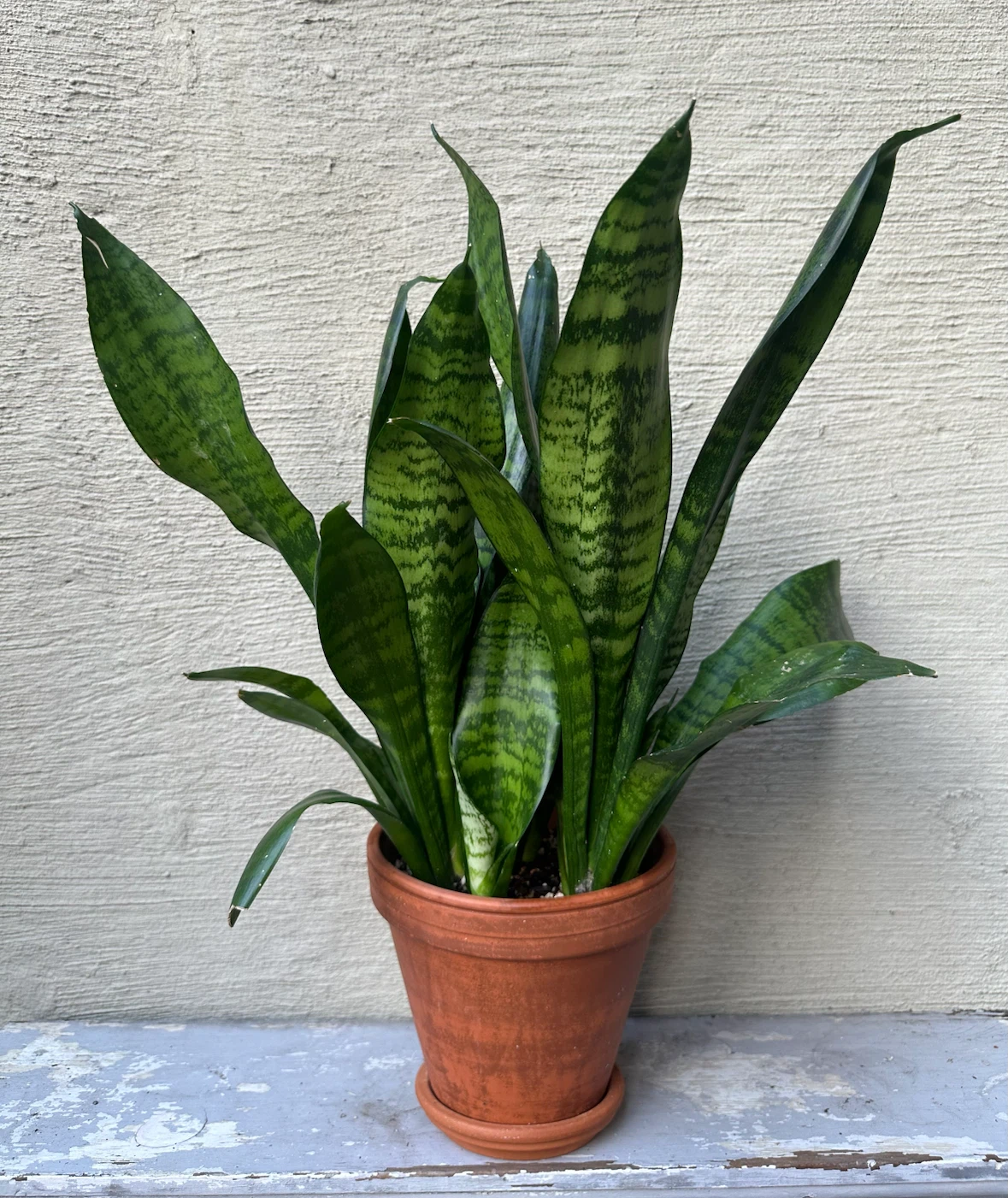 Full grown Snake Plant 6” terracotta pot w/ saucer Sansevieria - photo 3