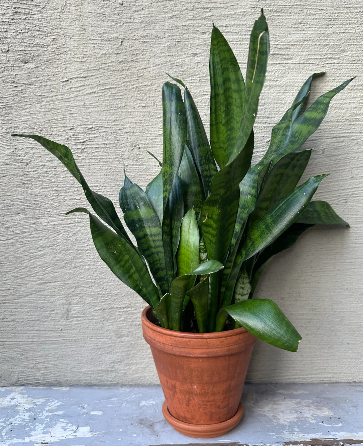 Full grown Snake Plant 6” terracotta pot w/ saucer Sansevieria - photo 4