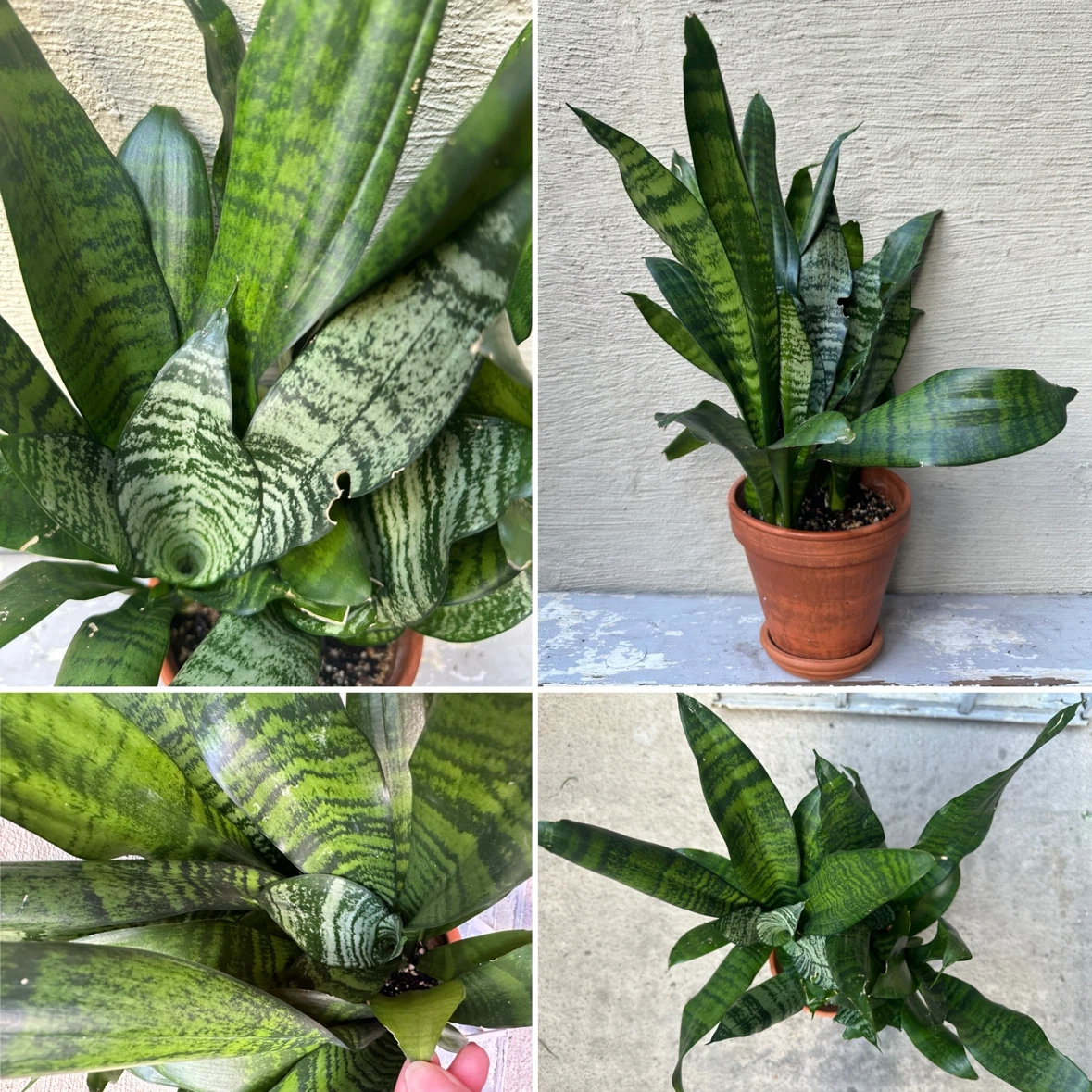 Full grown Snake Plant 6” terracotta pot w/ saucer Sansevieria - photo 5