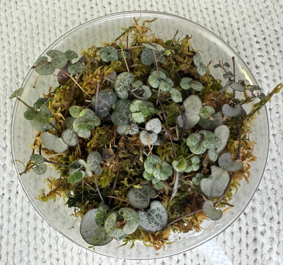 Propagated String of Hearts in Sphagnum  Moss | Trailing plant