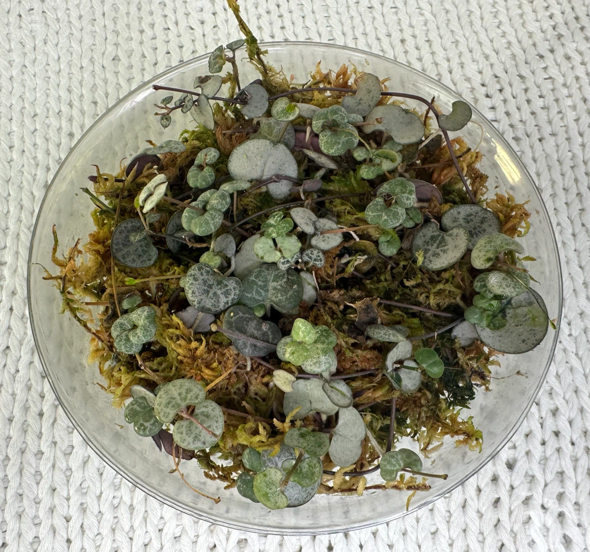 Propagated String of Hearts in Sphagnum  Moss | Trailing plant - photo 2