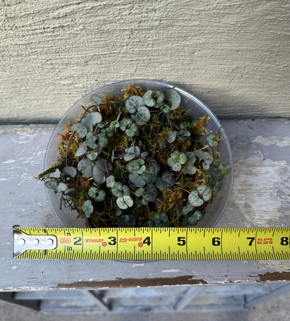 Propagated String of Hearts in Sphagnum  Moss | Trailing plant - photo 3