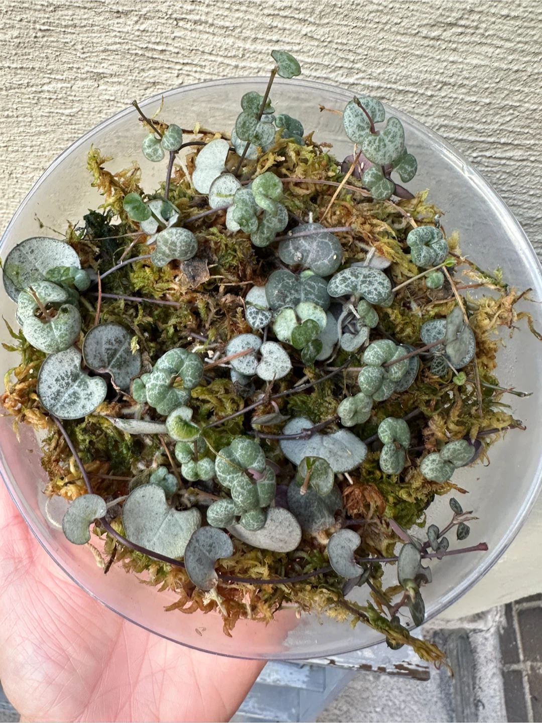 Propagated String of Hearts in Sphagnum  Moss | Trailing plant - photo 4