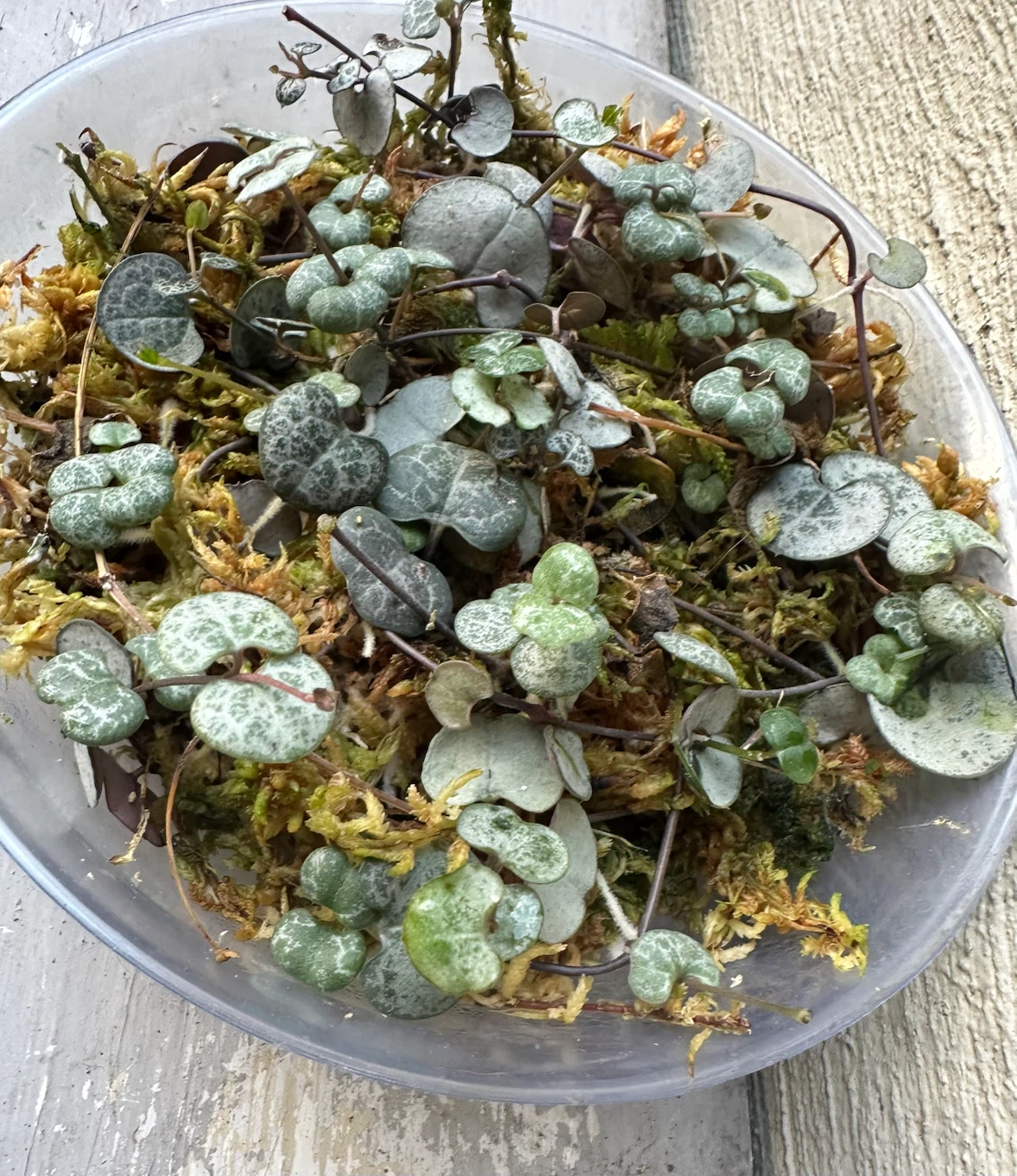 Propagated String of Hearts in Sphagnum  Moss | Trailing plant - photo 5