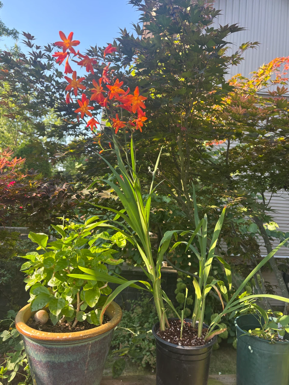 Crocosmia Lucifer plants