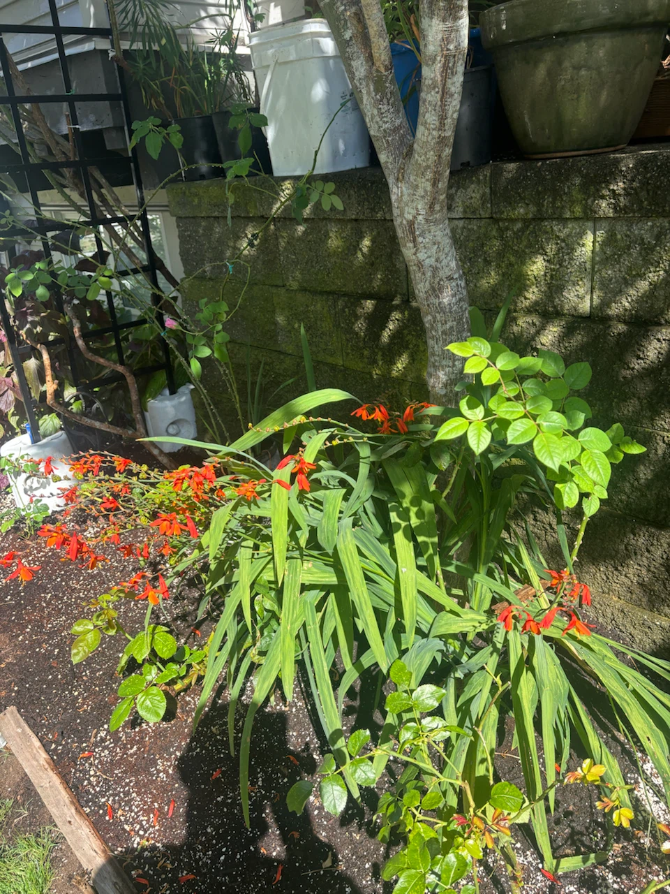 Crocosmia Lucifer plants - photo 2