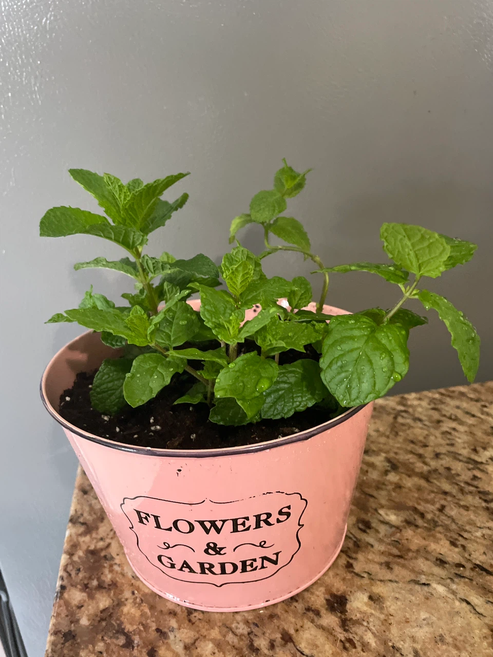 Potted Mint Plant in Pink Tin