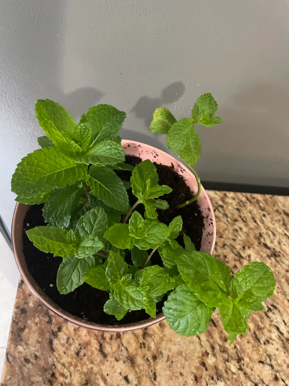 Potted Mint Plant in Pink Tin - photo 2