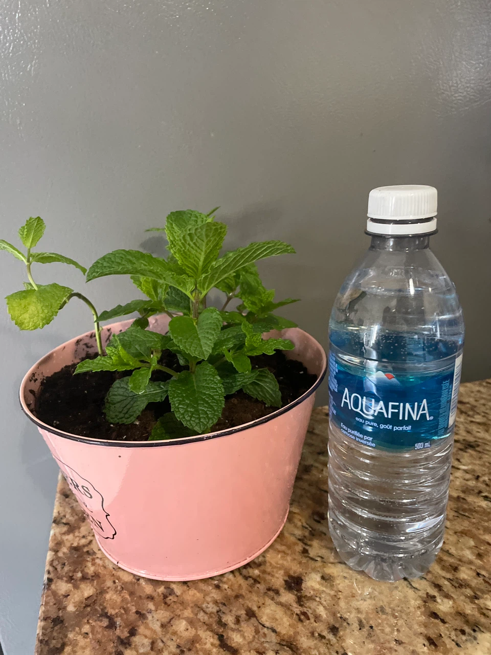 Potted Mint Plant in Pink Tin - photo 3
