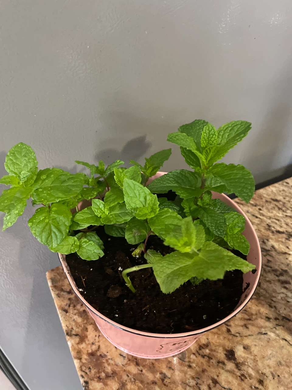 Potted Mint Plant in Pink Tin - photo 4