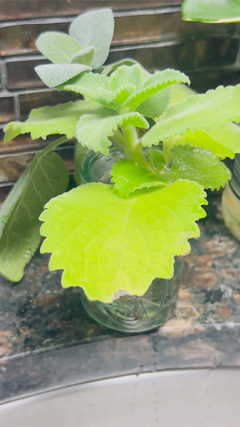 Live Plectranthus Amboinicus (Cuban Oregano) Plant Cutting