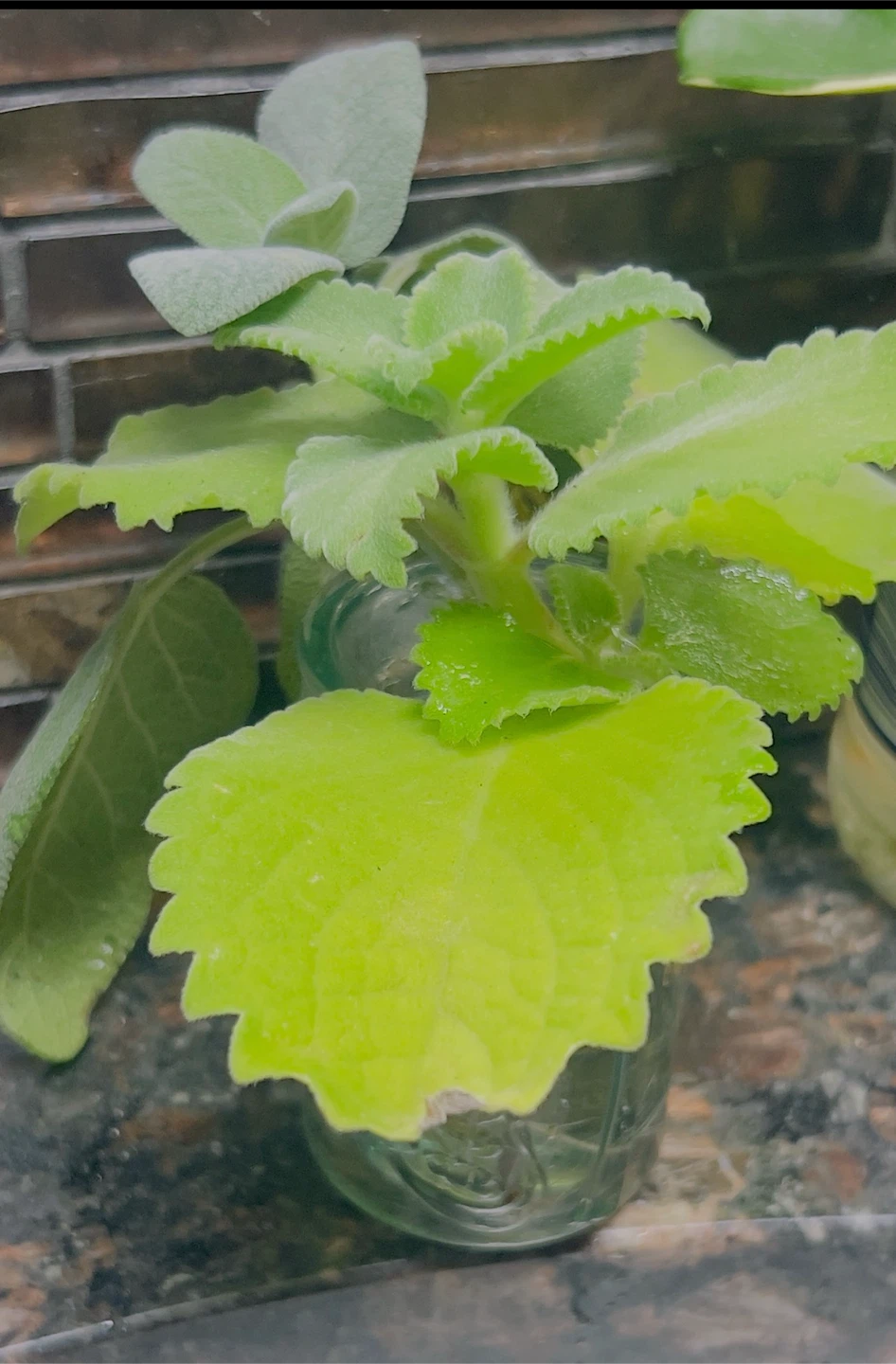 Live Plectranthus Amboinicus (Cuban Oregano) Plant Cutting - photo 2