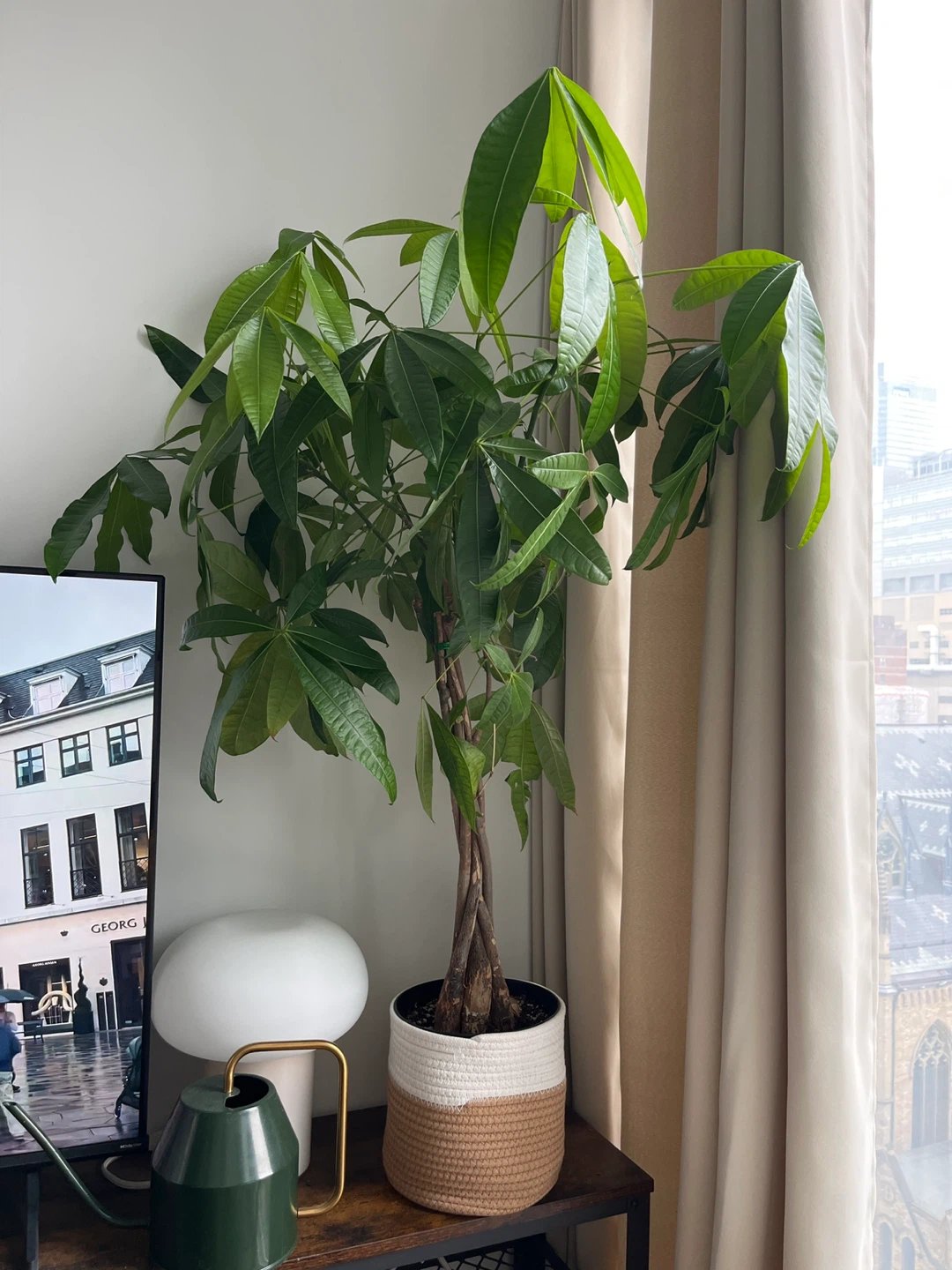 Money Tree Plant in Braided Pot