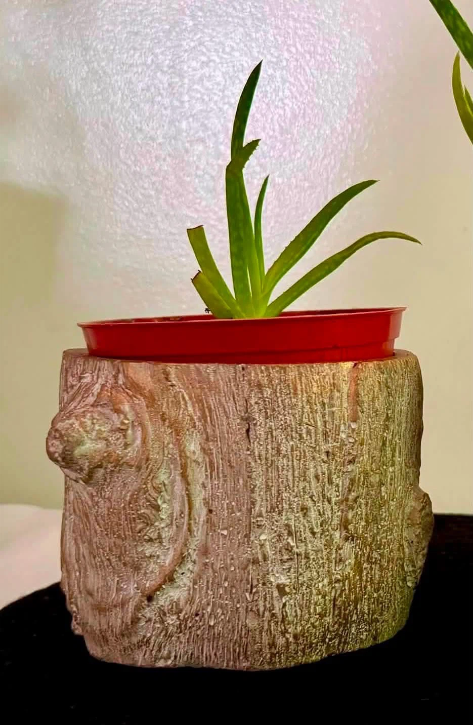 Aloe vera plant
