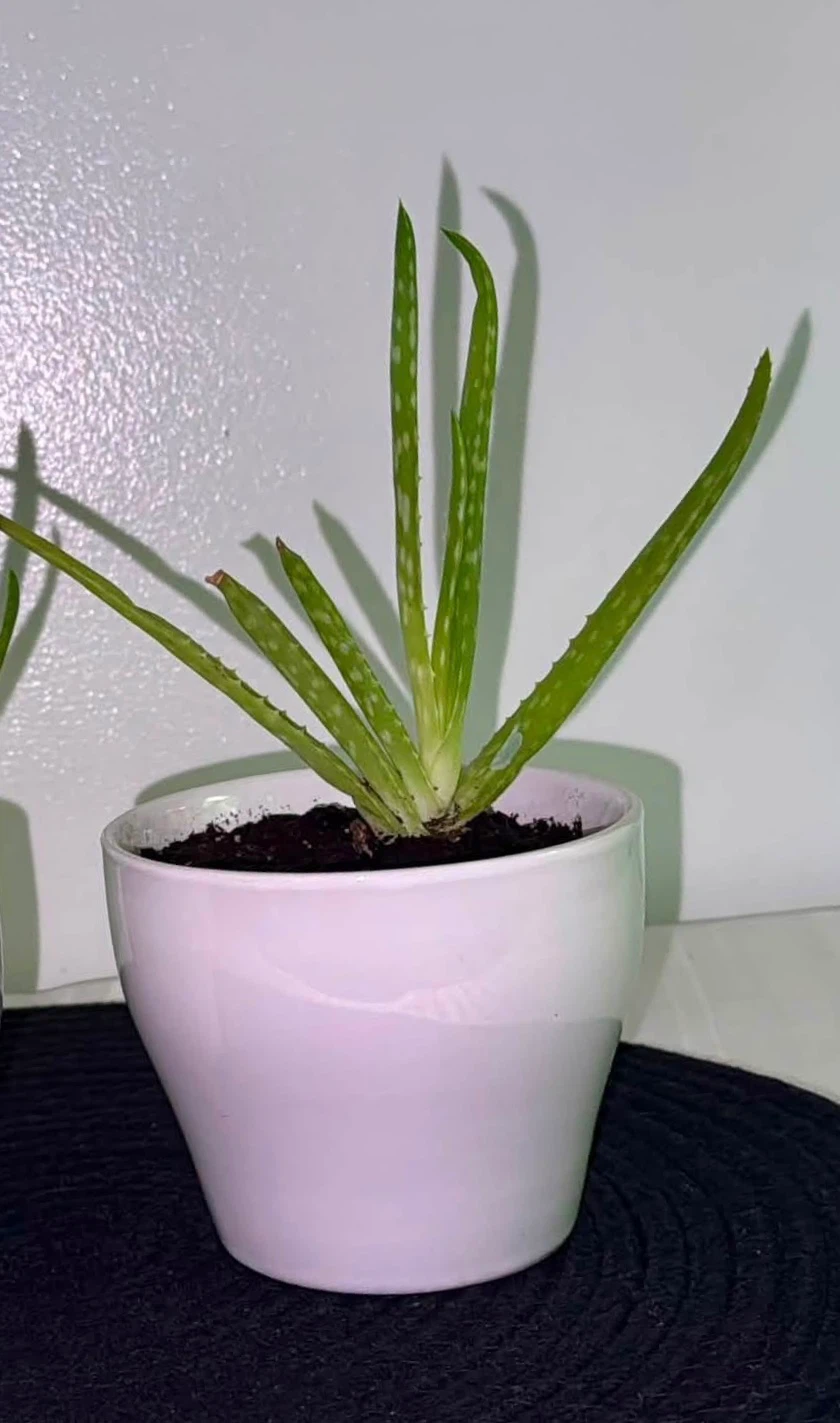 Aloe vera plant