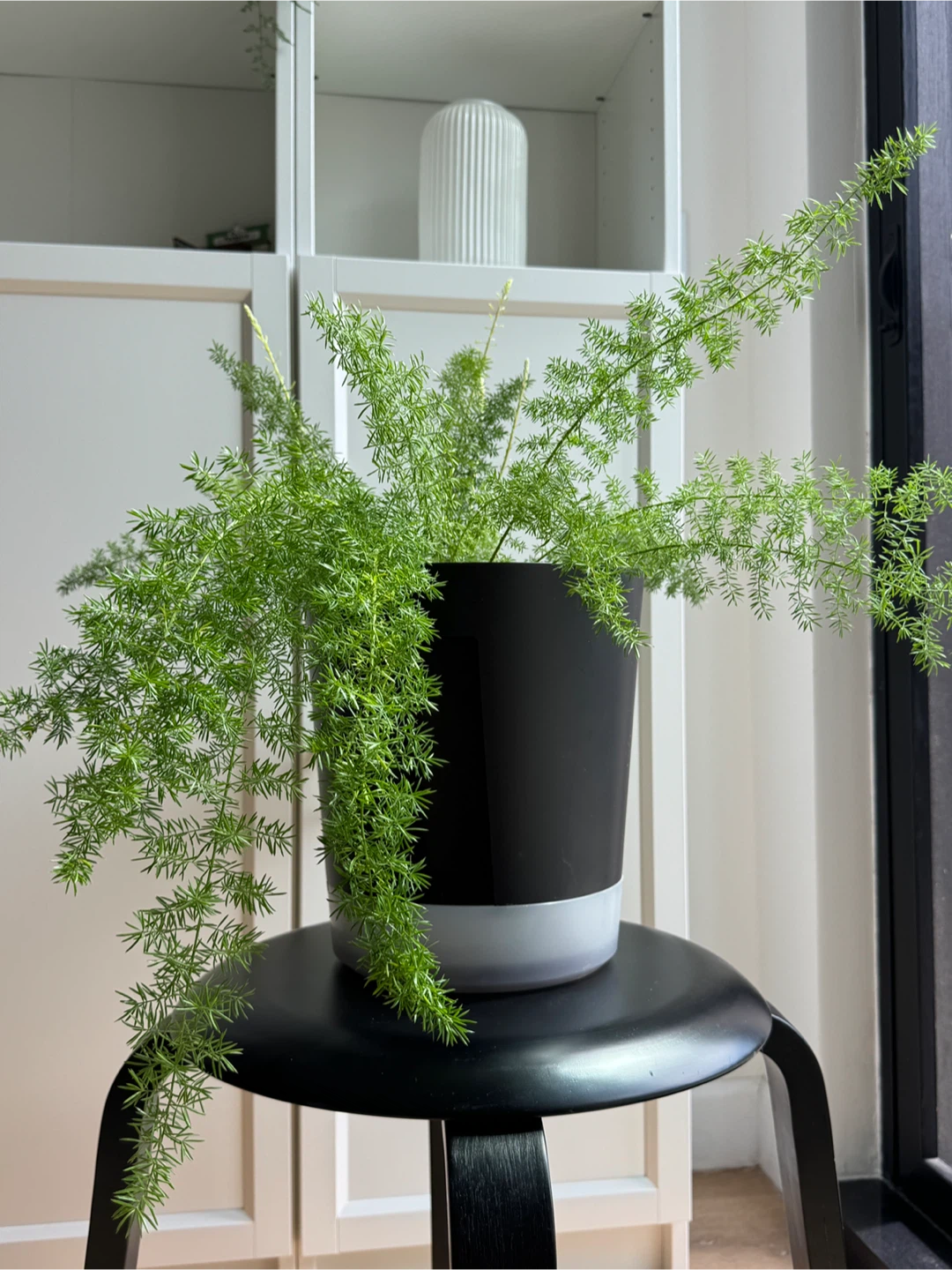 Foxtail fern (9 inch pot)