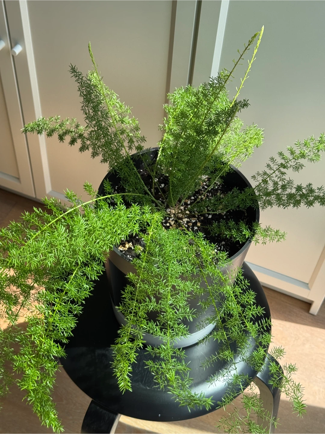 Foxtail fern (9 inch pot) - photo 2