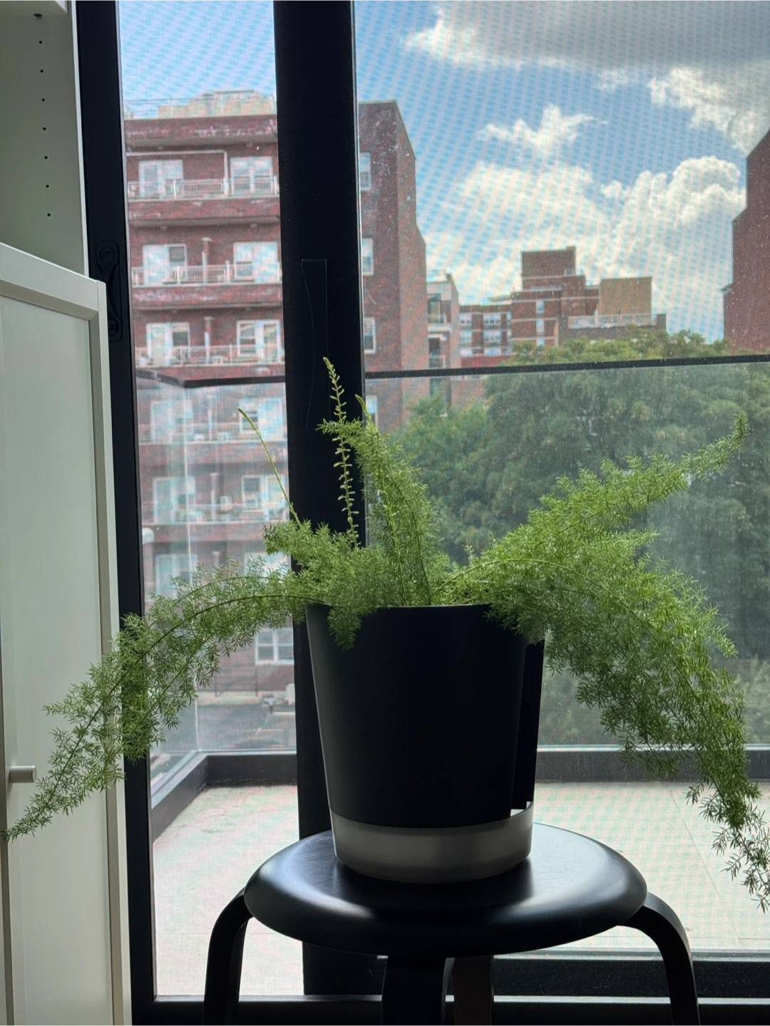 Foxtail fern (9 inch pot) - photo 3