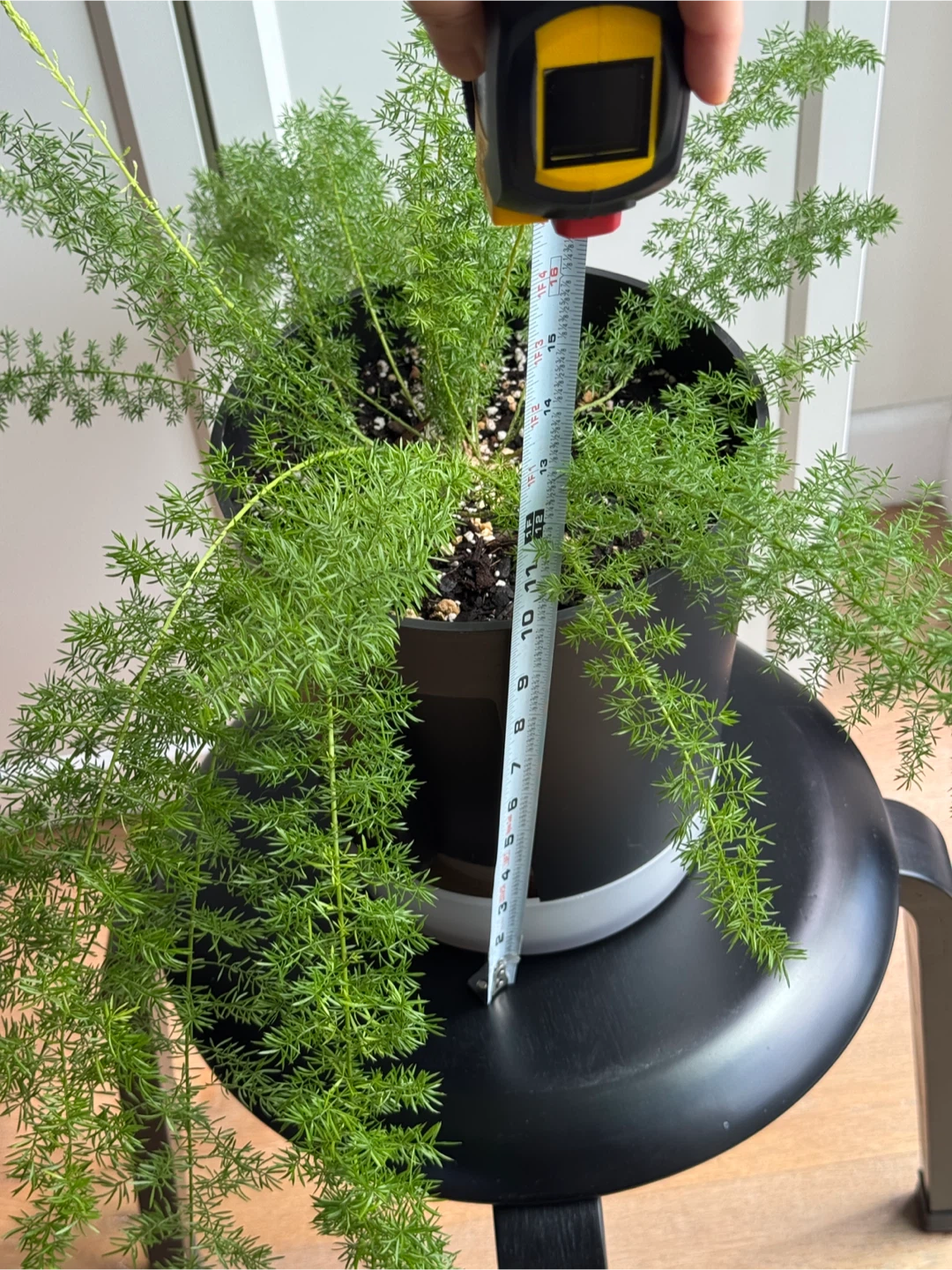 Foxtail fern (9 inch pot) - photo 4