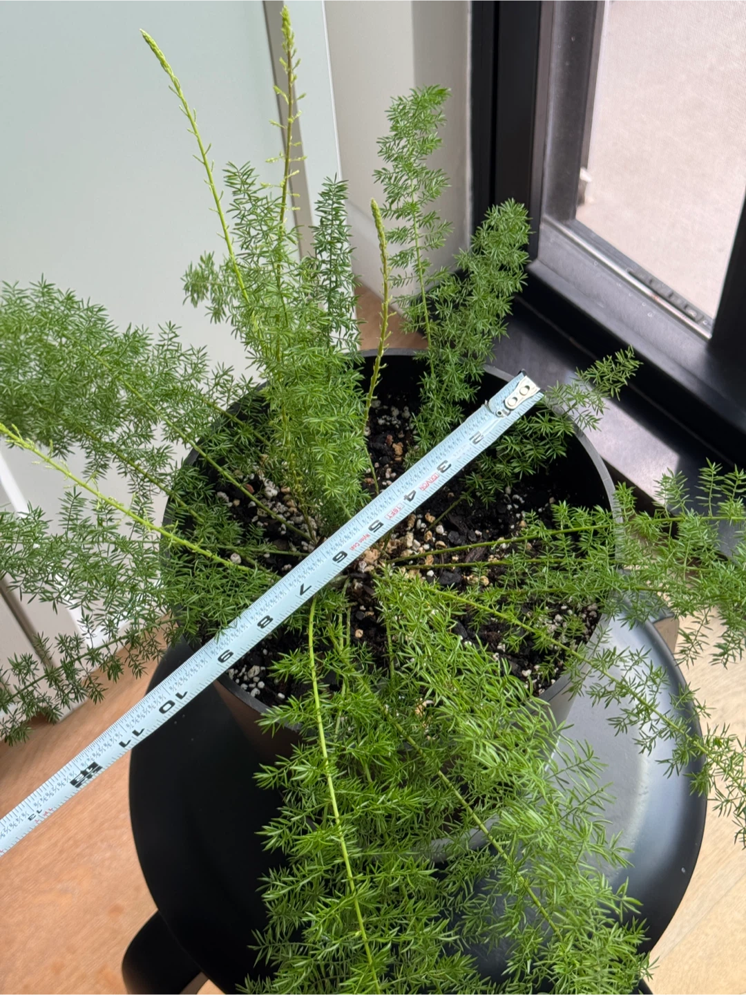 Foxtail fern (9 inch pot) - photo 5