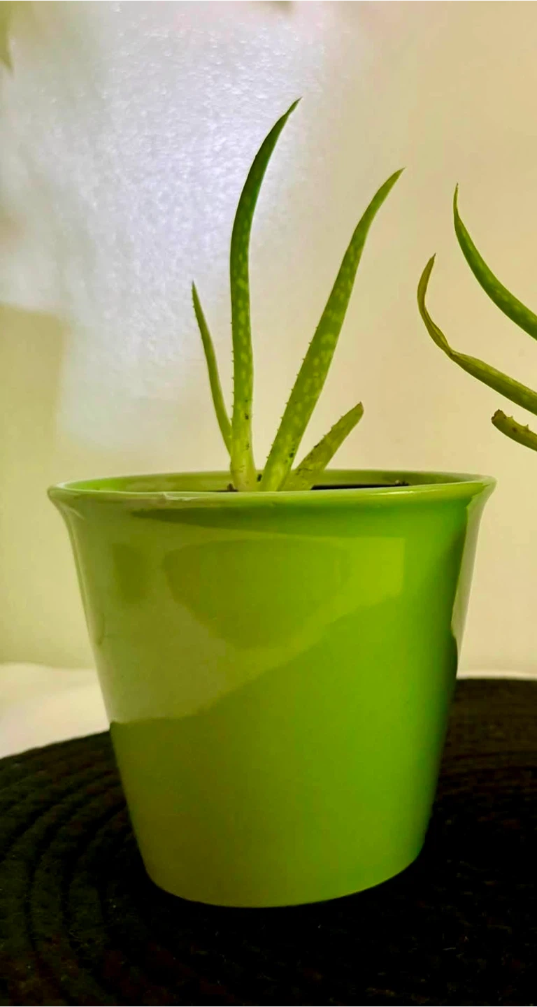 Aloe vera plant