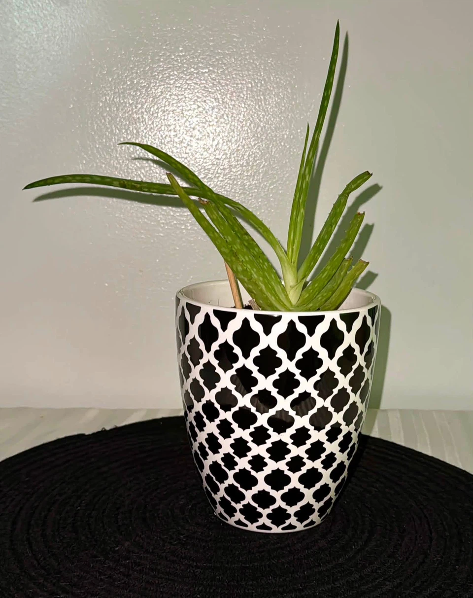 Aloe vera plant