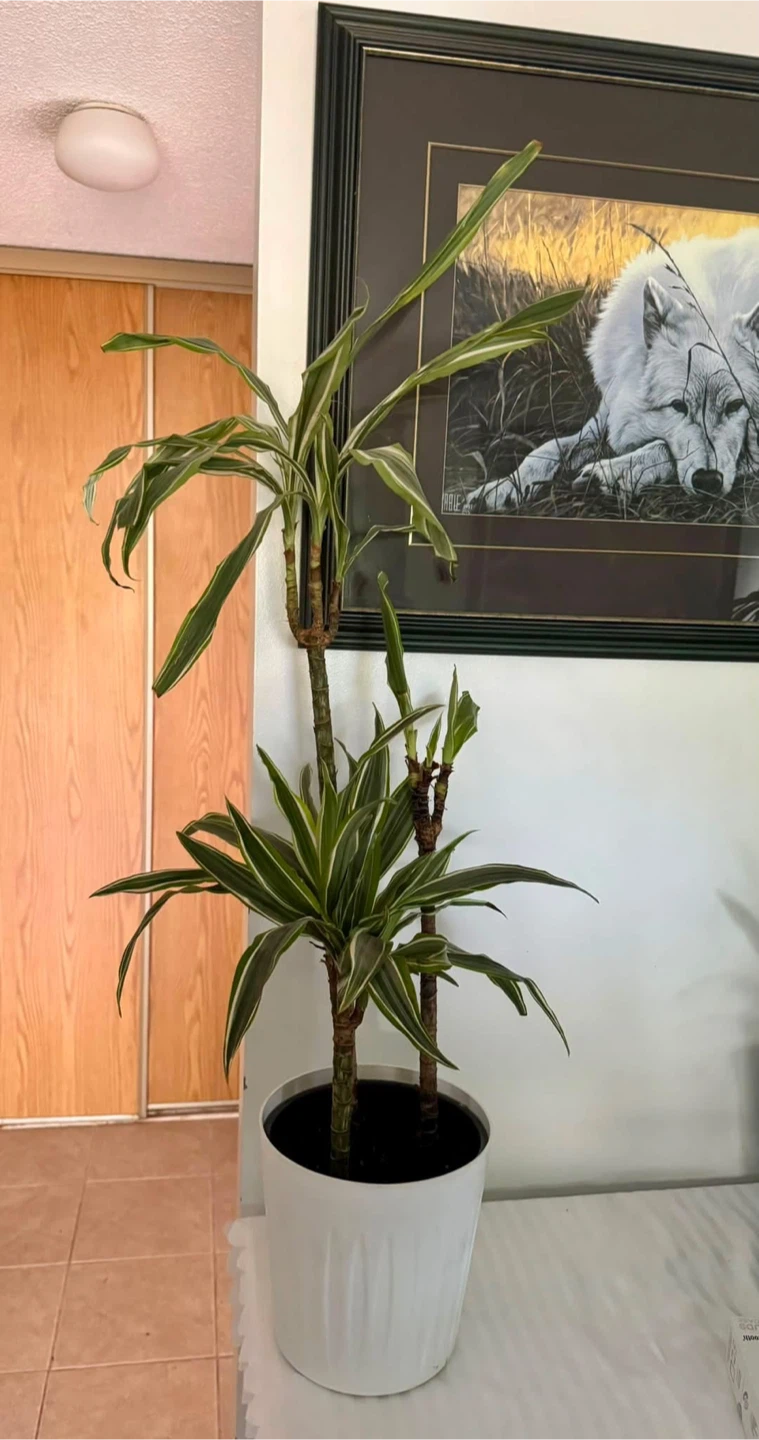 Beautiful large life plant