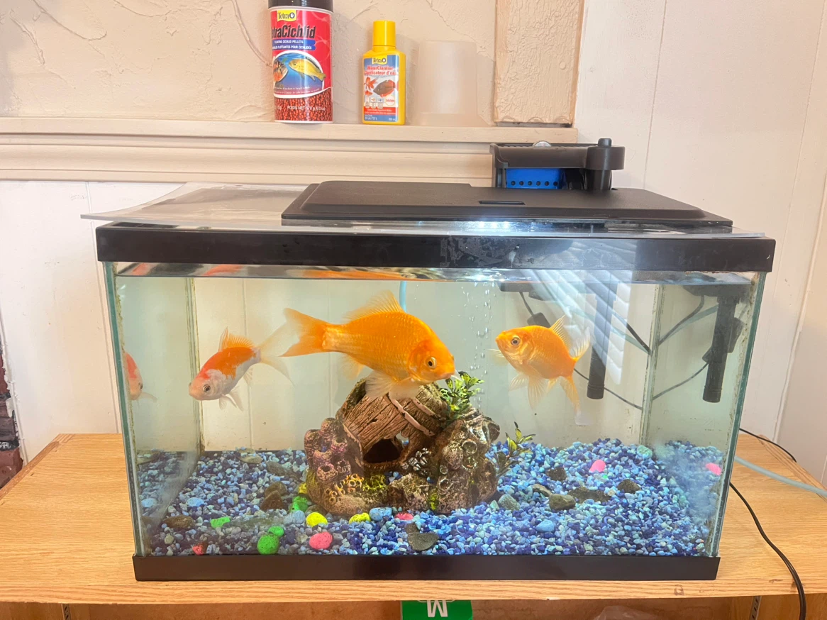 Aquarium Fish Tank with Filter