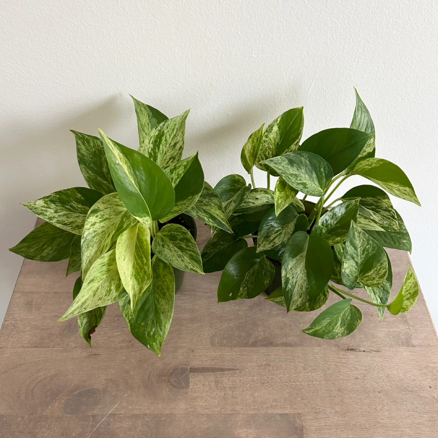 Marble queen pothos plants - 1 left