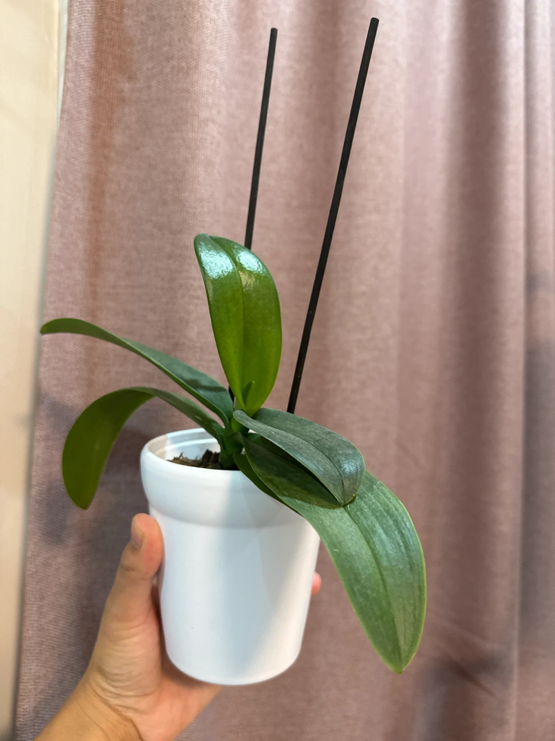 Orchid Plant