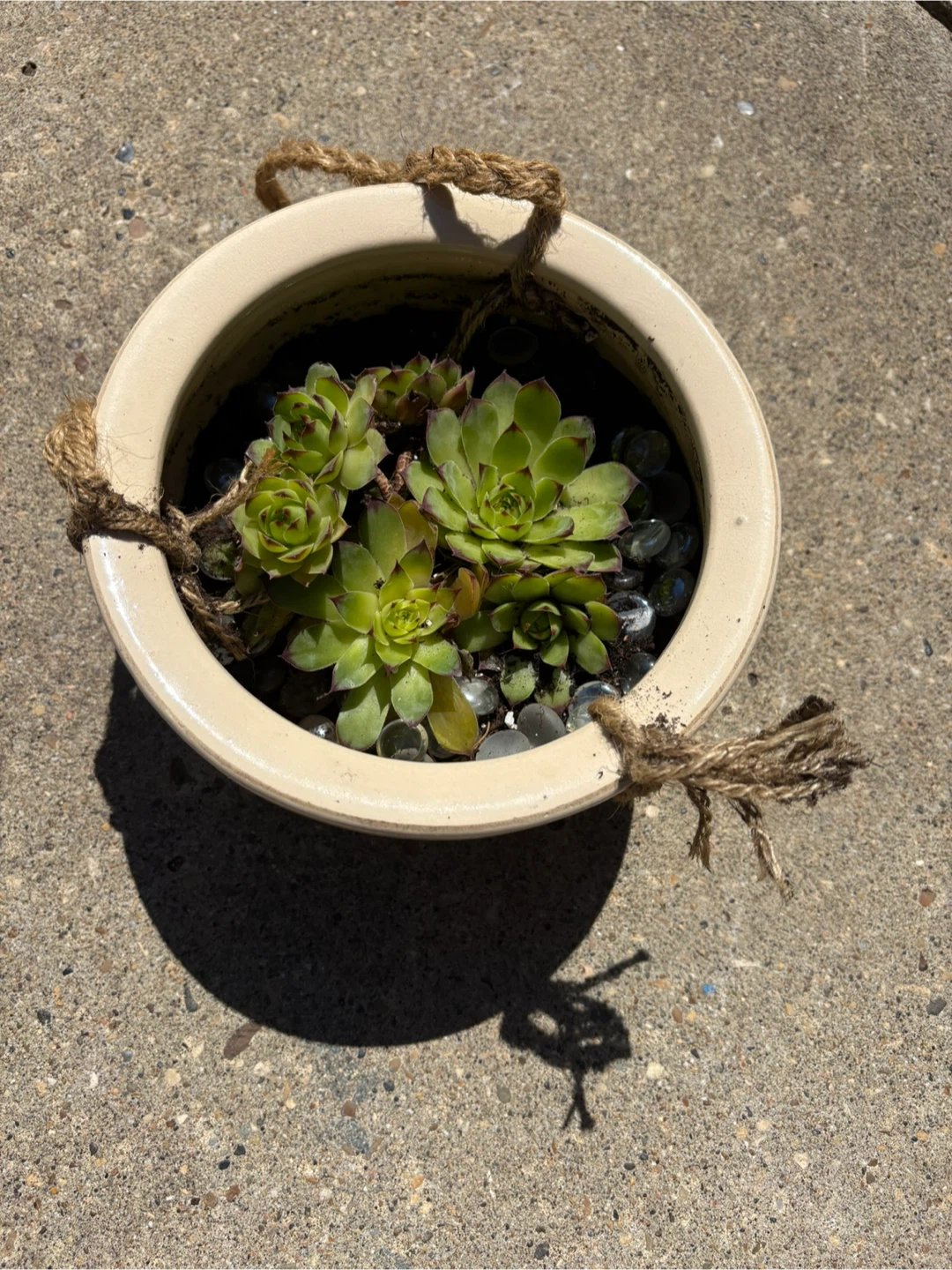 Hanging Succulent Planter Pot