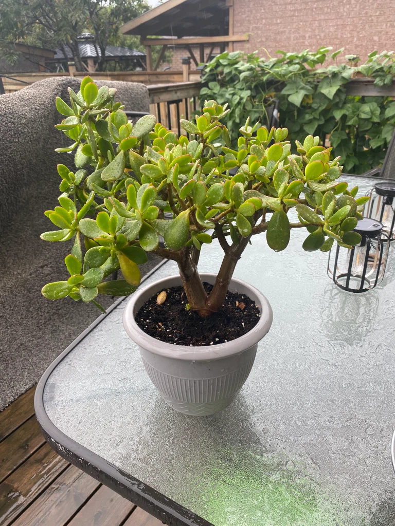 Jade Plant in Pot - photo 2