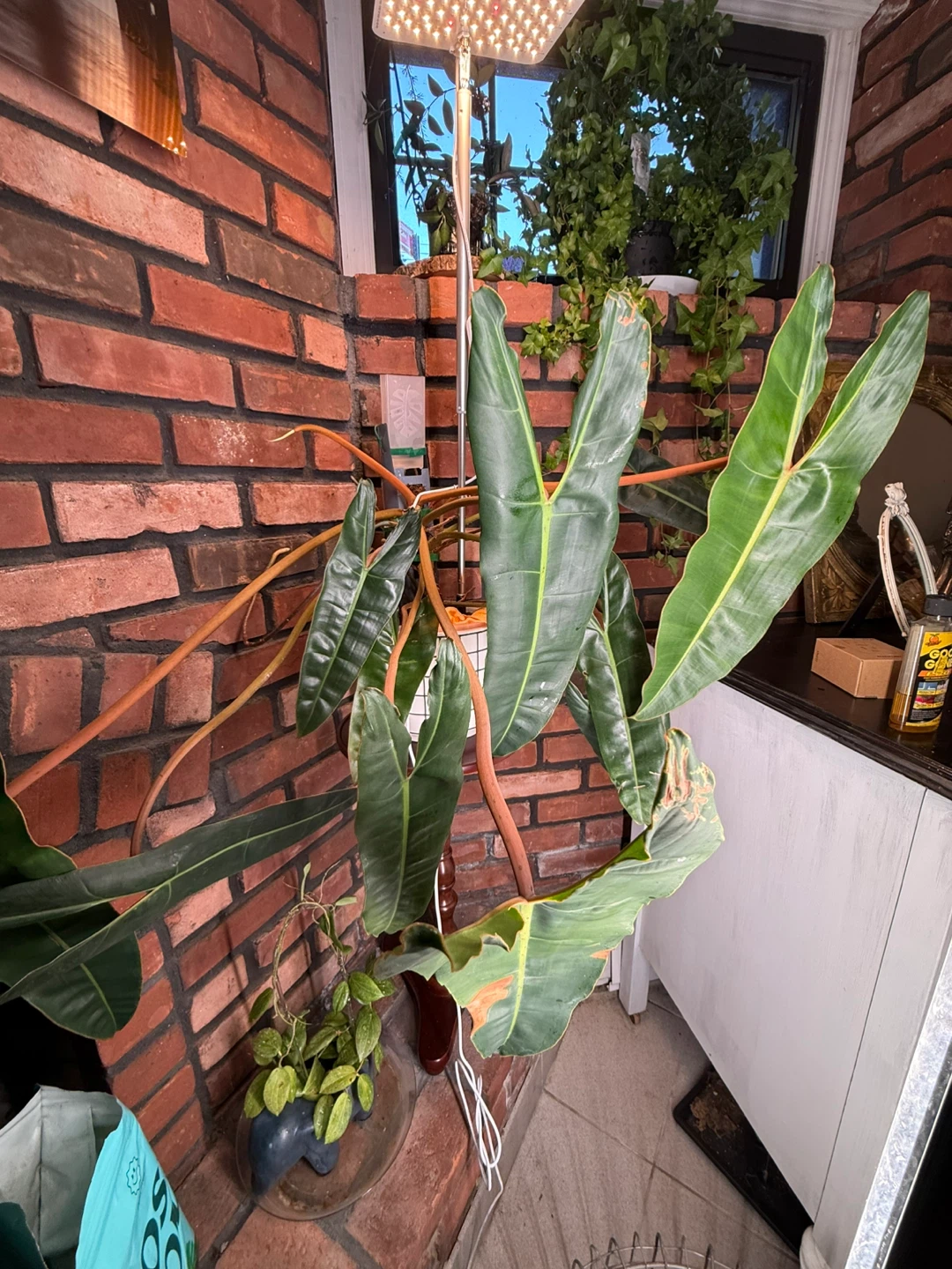 Large Philodendron "Bipinnatifidum" Houseplant