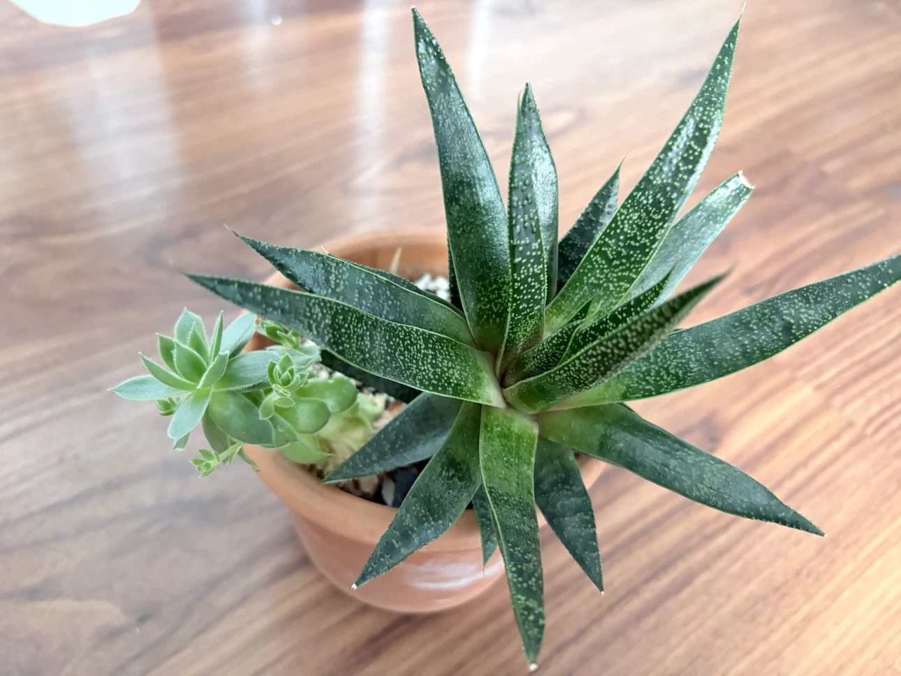 3 year old succulents in terracotta pot