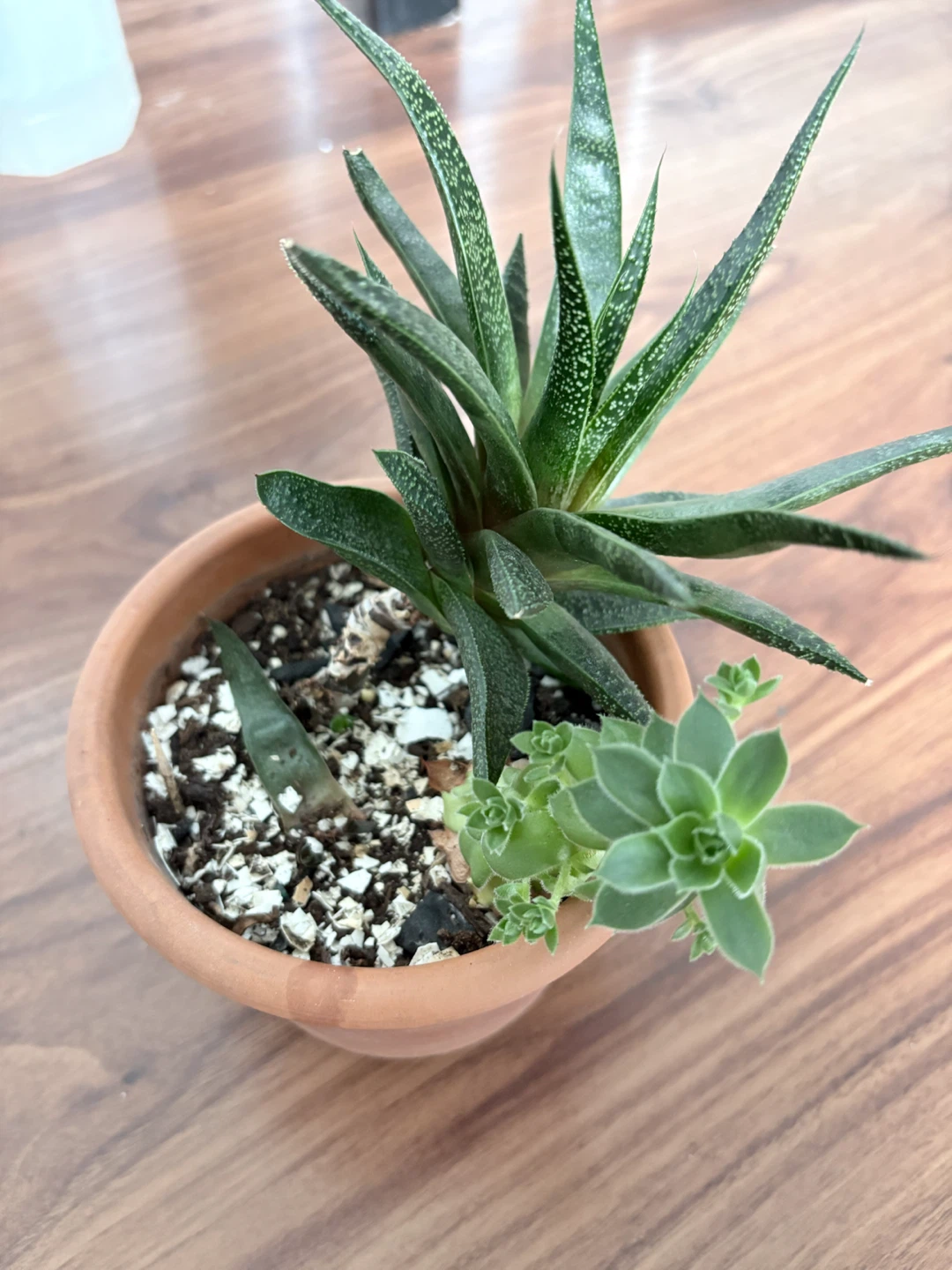 3 year old succulents in terracotta pot - photo 2