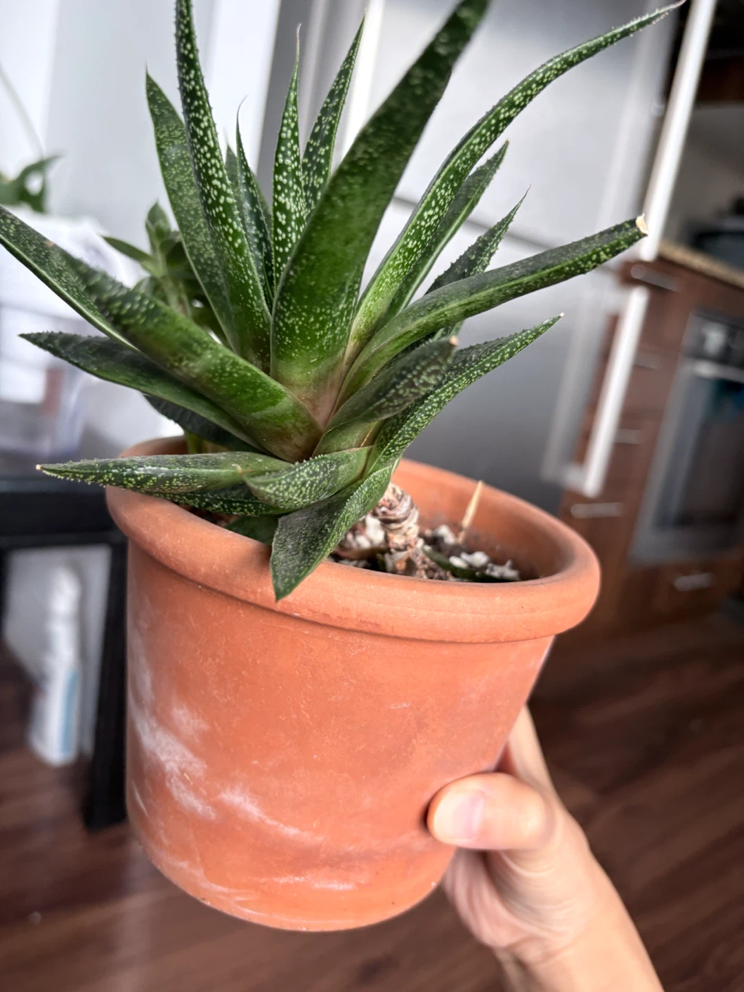 3 year old succulents in terracotta pot - photo 3